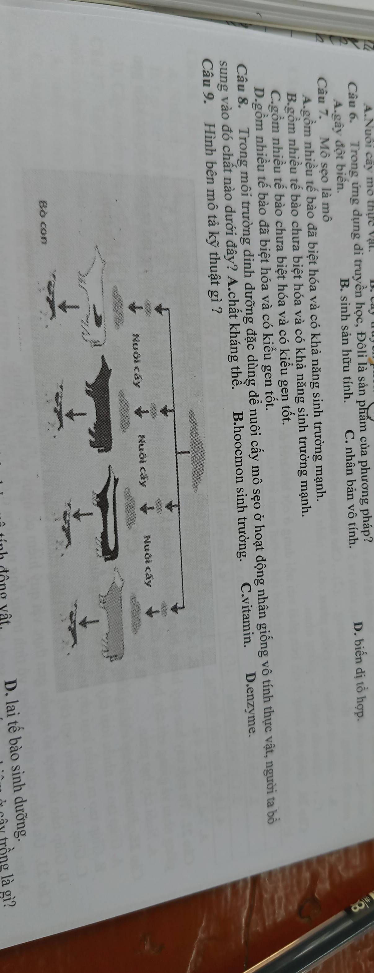 Nuôi cây mô thực vật
Câu 6. Trong ứng dụng di truyền học, Đôli là sản phẩm của phương pháp?
D. biến dị tổ hợp. a
A.gây đột biến. B. sinh sản hữu tính. C. nhân bản vô tính.
Câu 7. Mô sẹo là mô
A gồm nhiều tế bào đã biệt hóa và có khả năng sinh trưởng mạnh.
B.gồm nhiều tế bào chưa biệt hóa và có khả năng sinh trưởng mạnh.
C.gồm nhiều tế bào chưa biệt hóa và có kiểu gen tốt.
D.gồm nhiều tế bào đã biệt hóa và có kiểu gen tốt.
Câu 8. Trong môi trường dinh dưỡng đặc dùng để nuôi cấy mô sẹo ở hoạt động nhân giống vô tính thực vật, người ta bỏ
sung vào đó chất nào dưới đây? A.chất kháng thể. B.hoocmon sinh trưởng. C.vitamin. D.enzyme.
Câu 9. Hình bên mô tả kỹ thuật gì ?
ô ng vật. D. lai tế bào sinh dưỡng.
y trồng là gì?