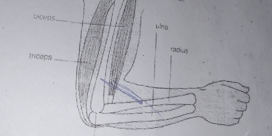 AçoDs_ 
uina 
radius 
tricaps_