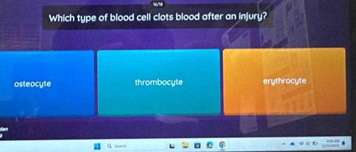 Which type of blood cell clots blood after an injury?
osteocyte thrombocyte erythrocyte