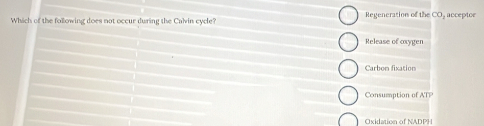 Which of the following does not occur during the Calvin cycle? Regeneration of the CO_2 acceptor
Release of oxygen
Carbon fixation
Consumption of ATP
Oxidation of NADPH