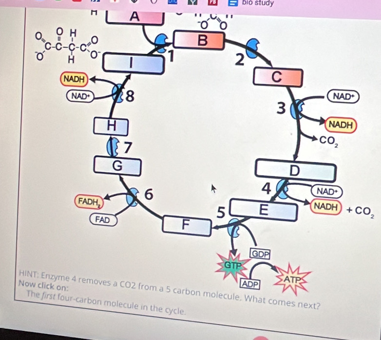 bio study
1 A