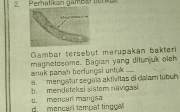 Perhatikan gambar Benkul!
Gambar tersebut merupakan bakteri
magnetosome. Bagian yang ditunjuk oleh
anak panah berfungsi untuk ....
a. mengatur segala aktivitas di dalam tubuh
b. mendeteksi sistem navigasi
c. mencari mangsa
d. mencari tempat tinggal