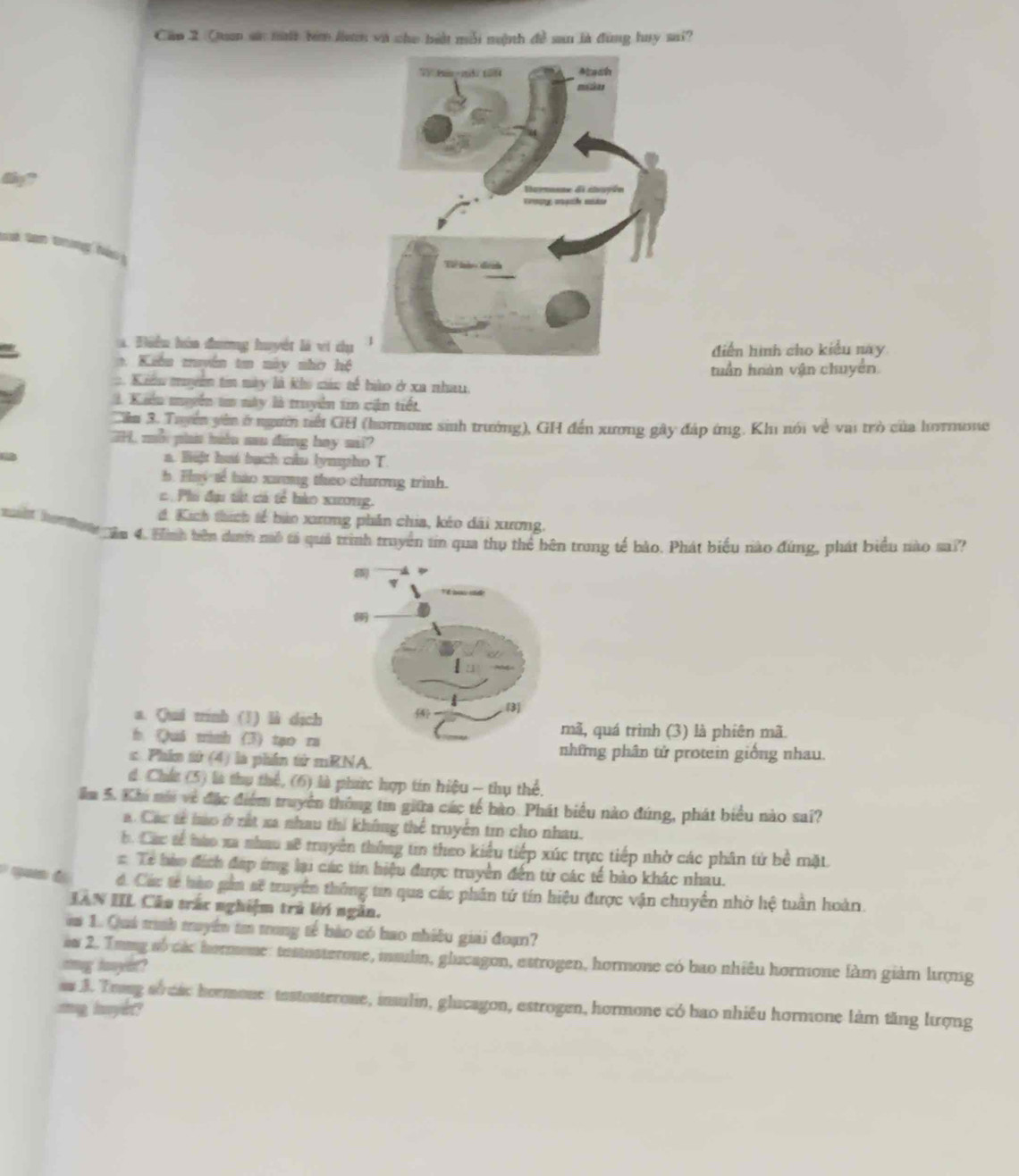 Cao 2 Quan sử mộh têm le và cho biệt mỗi mệnh đề san là đùng huy sai?
the?
st Sơn tring háu
. Biều hòa đương huyết là vi chụđiễn hình cho kiểu này
Kiển muyên tn này nhờ hệ
tuần huàn vận chuyển
Kêu mum tim mày là kho múc tế hào ở xa nha
1 Kaểu muyển tn này là truyển tin cận tiết
Cần 3. Tuyển yên ở người nết GH (hormone sinh trưởng), GH đến xương gây đáp ứng. Khi nói về vai trò của hormone
, mỗ pht biể sau đing hay sil?
a. Bijt hut bạch cầu lympho T.
h. Hy re báo xưng theo chương trình.
c Phi đu tát cá tế bào xương.
# Kích thích sế bảo xương phần chia, kéo dài xương.
Tăm 4. Hình bên dan mô tả quả trình truyền tin qua thụ thể bên trong tế bảo. Phát biểu nào đứng, phát biểu nào sa??
a. Qui trinh (1) là dịchmã, quá trình (3) là phiên mã.
h ()ui minh (3) tạo ra
c Phin tử (4) là phần từ mRNA.
những phân tử protein giống nhau.
d. Chat (5) là thu thể, (6) là phc hợp tin hiệu - thụ thể.
ăm 5. Khi nới về đặc điểm truyền thông tm giữa các tế bào. Phát biểu nào đúng, phát biểu nào sai?
a. Cac tả hào ở rất xa nhau thi không thể truyền tn cho nhau.
b. Cac sế hào xa nhau sẽ truyền thông ti theo kiểu tiếp xúc trực tiếp nhờ các phân tử bề mặt
# Tế hào đách đợp ứng lại các tin hiệu được truyền đến từ các tế bào khác nhau.
q é . Các tế hào gần sẽ truyền thông tin qua các phân tứ tín hiệu được vận chuyển nhờ hệ tuần hoàn.
IAN IIL Câo tắc nghiệm trú lời ngắn.
i 1. Quá tình muyềm tm trong tế bào có bao nhiều giải đoạn?
aw 2. Tong số các hormone: testosterone, maulin, glucagon, estrogen, hormone có bao nhiêu hormone làm giàm hượng
mg lanyit?
as 3. Trog sócac hormone tastosterone, insulin, glucagon, estrogen, hormone có bao nhiều hormone làm tăng lượng
mng huykr?