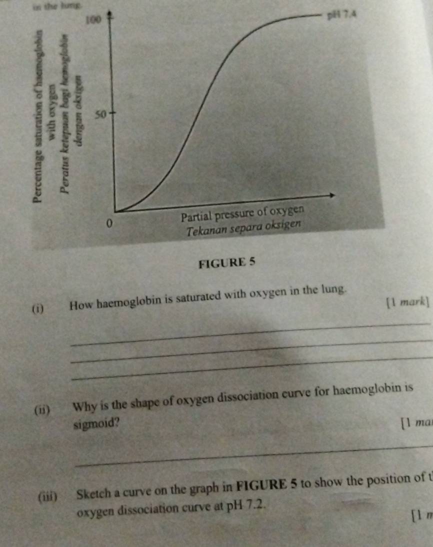 the lung 
pH 7.4
(i) How haemoglobin is saturated with oxygen in the lung. 
[1 mark] 
_ 
_ 
_ 
(ii) Why is the shape of oxygen dissociation curve for haemoglobin is 
sigmoid? [l mai 
_ 
_ 
(iii) Sketch a curve on the graph in FIGURE 5 to show the position of t 
oxygen dissociation curve at pH 7.2. 
[l n