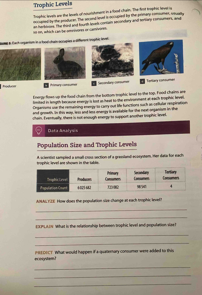 Trophic Levels
Trophic levels are the levels of nourishment in a food chain. The first trophic level is
occupied by the producer. The second level is occupied by the primary consumer, usually
an herbivore. The third and fourth levels contain secondary and tertiary consumers, and
so on, which can be omnivores or carnivores.
GURE 5: Each organism in a food chain occupies a differenophic level.
Producer Primary consumer C Secondary consumer d Tertiary consumer
Energy flows up the food chain from the bottom trophic level to the top. Food chains are
limited in length because energy is lost as heat to the environment at each trophic level.
Organisms use the remaining energy to carry out life functions such as cellular respiration
and growth. In this way, less and less energy is available for the next organism in the
chain. Eventually, there is not enough energy to support another trophic level.
Data Analysis
Population Size and Trophic Levels
A scientist sampled a small cross section of a grassland ecosystem. Her data for each
trophic level are shown in the table.
ANALYZE How does the population size change at each trophic level?
_
_
EXPLAIN What is the relationship between trophic level and population size?
_
_
PREDICT What would happen if a quaternary consumer were added to this
ecosystem?
_
_
_