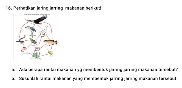 Perhatikan jaring jarring makanan berikut! 
a. Ada berapa rantai makanan yg membentuk jarring jarring makanan tersebut? 
b. Susunlah rantai makanan yang membentuk jarring jarring makanan tersebut.