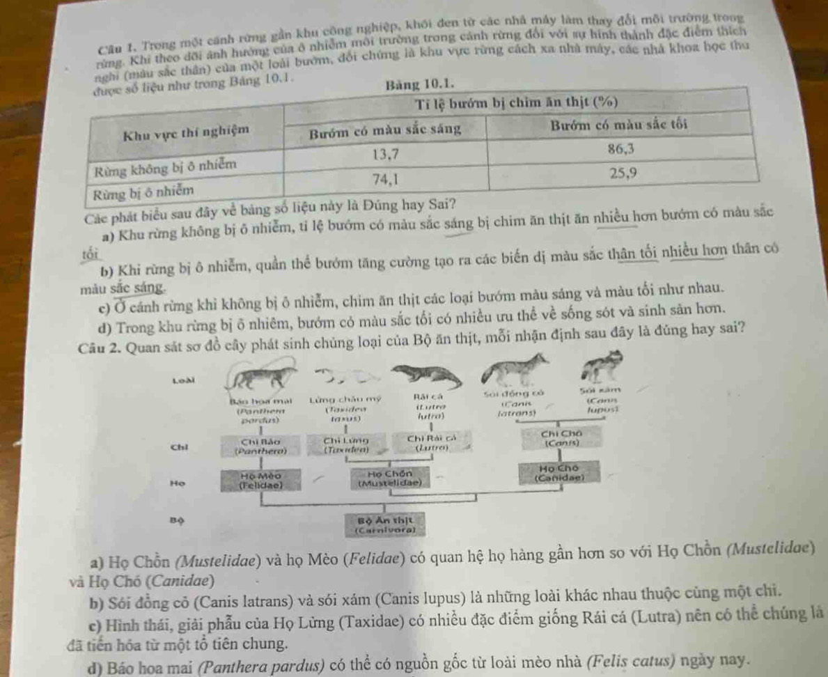 Trong một cánh rừng gần khu công nghiệp, khối đen từ các nhà máy làm thay đối môi trường trong
rùng. Khi theo đỡi ảnh hướng của 8 nhiễm môi trường trong cảnh rừng đổi với sự hình thành đặc điểm thích
u sắc thần) của một loài bướm, đổi chứng là khu vực rừng cách xa nhà máy, các nhà khoa học thu
Các phát biểu sau đây về bảng s
a) Khu rừng không bị δ nhiễm, tỉ lệ bướm có màu sắc sáng bị chim ăn thịt ăn nhiều hơn bướm có màu sắc
tối
b) Khi rừng bị ô nhiễm, quần thể bướm tăng cường tạo ra các biến dị màu sắc thân tối nhiều hơn thân có
màu sắc sáng.
c) Ở cánh rừng khỉ không bị δ nhiễm, chim ăn thịt các loại bướm màu sáng và màu tối như nhau.
d) Trong khu rừng bị õ nhiêm, bướm có màu sắc tối có nhiều ưu thể về sống sót và sinh sản hơn.
Câu 2 Bộ ăn thịt, mỗi nhận định sau đây là đúng hay sai?
a) Họ Chồn (Mustelidae) và họ Mèo (Felidae) có quan hệ họ hàng gần hơn so với Họ Chồn (Mustelidae)
và Họ Chó (Canidae)
b) Sói đồng cỏ (Canis latrans) và sói xám (Canis lupus) là những loài khác nhau thuộc cùng một chi.
c) Hình thái, giải phẫu của Họ Lừng (Taxidae) có nhiều đặc điểm giống Rái cá (Lutra) nên có thể chúng là
đã tiến hóa từ một tổ tiên chung.
d) Báo hoa mai (Panthera pardus) có thể có nguồn gốc từ loài mèo nhà (Felis catus) ngày nay.