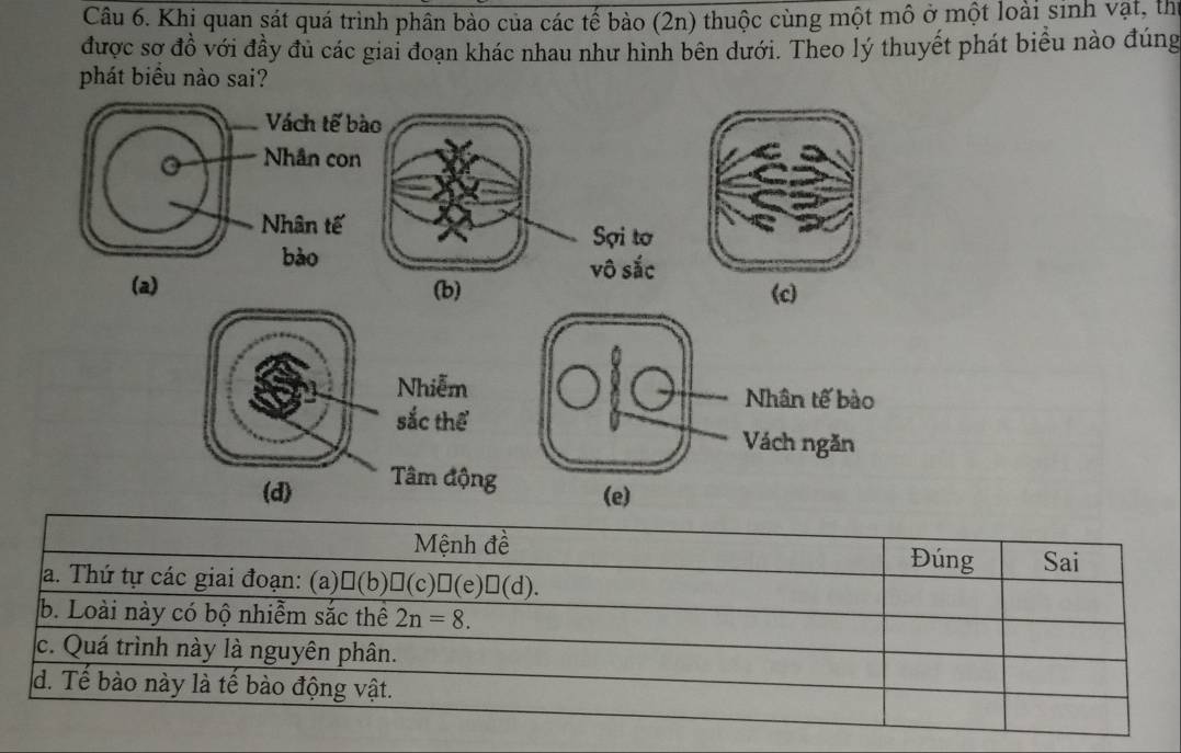 Khị quan sát quá trình phân bào của các tế bào (2n) thuộc cùng một mô ở một loài sinh vật, thị
được sơ đồ với đầy đủ các giai đoạn khác nhau như hình bên dưới. Theo lý thuyết phát biểu nào đúng
phát biểu nào sai?
Sợi tơ
vô sắc
(b) (c)
Nhiễm
sắc thể
Tâm độn
(d) (e)
Mệnh đề Đúng Sai
a. Thứ tự các giai đoạn: (a) □ (1 b)₹(c)⩽(e)⩽(d).
b. Loài này có bộ nhiễm sắc thể 2n=8.
c. Quá trình này là nguyên phân.
d. Tế bào này là tế bào động vật.