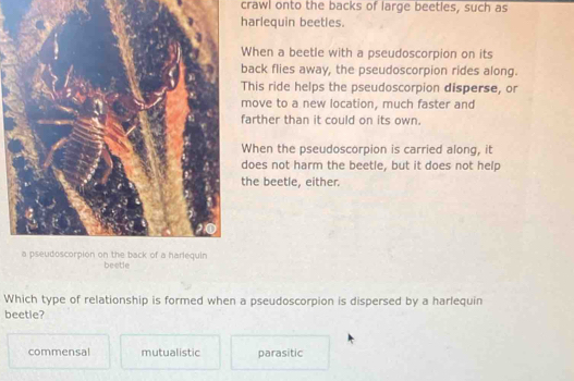 crawl onto the backs of large beetles, such as
harlequin beetles.
When a beetle with a pseudoscorpion on its
back flies away, the pseudoscorpion rides along.
This ride helps the pseudoscorpion disperse, or
move to a new location, much faster and
farther than it could on its own.
When the pseudoscorpion is carried along, it
does not harm the beetle, but it does not help
the beetle, either.
a pseudoscorpion on the back of a harlequin beetle
Which type of relationship is formed when a pseudoscorpion is dispersed by a harlequin
beetle?
commensal mutualistic parasitic