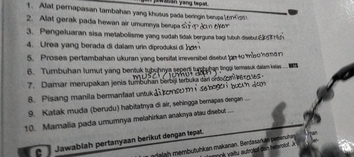 jawabān yang tepat. 
1. Alat pernapasan tambahan yang khusus pada beringin berupa (6nfsσ 
2. Alat gerak pada hewan air umumnya berupa S 
3. Pengeluaran sisa metabolisme yang sudah tidak berguna bagi tubuh disebut 
4. Urea yang berada di dalam urin diproduksi di 
5. Proses pertambahan ukuran yang bersifat irreversibel disebut +0 m
6. Tumbuhan lumut yang bentuk tubuhnya seperti tumbuḥan tinggi termasuk dalam kelas .... HOTS 
7. Damar merupakan jenis tumbuhán berbiji terbuka dàri ordo/g 
8. Pisang manila bermanfaat untuk a on 
9. Katak muda (berudu) habitatnya di air, sehingga bernapas dengan ..... 
10. Mamalia pada umumnya melahirkan anaknya atau disebut .... 
er- 
C Jawablah pertanyaan berikut dengan tepat. 
han 
dalah membutuhkan makanan. Berdasarkan pemenuhan 
hmnok yaitu autrotof dan heterotof. Je