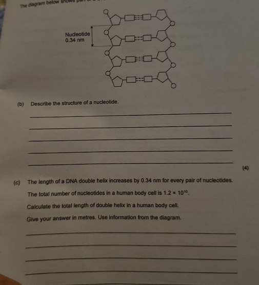 The diagram below shows par 
(b) Describe the structure of a nucleotide. 
_ 
_ 
_ 
_ 
_ 
(4) 
(c) The length of a DNA double helix increases by 0.34 nm for every pair of nucleotides. 
The total number of nucleotides in a human body cell is 1.2* 10^(10). 
Calculate the total length of double helix in a human body cell. 
Give your answer in metres. Use information from the diagram. 
_ 
_ 
_ 
_