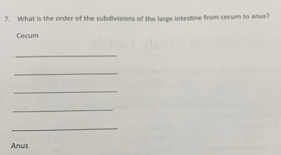 What is the order of the subdivisions of the large intestine from cecum to anus? 
Cecum 
_ 
_ 
_ 
_ 
_ 
Anus