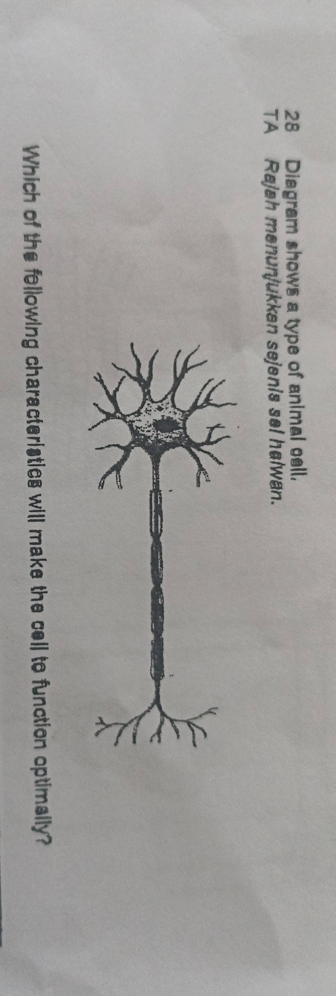 Diagram shows a type of animal cell. 
TA Rajah menunjukkan sejenis sel halwan. 
Which of the following characteristics will make the cell to function optimally?