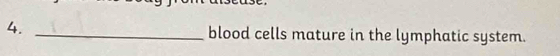 blood cells mature in the lymphatic system.