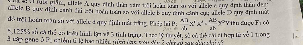 Lau 4: Ở ruới giầm, allele A quy định thân xám trội hoàn toàn so với allele a quy định thân đen; 
allele B quy định cánh dài trội hoàn toàn so với allele b quy định cánh cụt; allele D quy định mắt 
đỏ trội hoàn toàn so với allele d quy định mắt trắng. Phép lai P:  AB/ab X^DX^d*  AB/ab X^DY thu được F_1 có
5,125% số cá thể có kiểu hình lặn về 3 tính trạng. Theo lý thuyết, số cá thể cái dị hợp tử về 1 trong
3 cặp gene ở F_1 chiếm tỉ lệ bao nhiêu (tính làm tròn đến 2 chữ số sau dấu phẩy)?