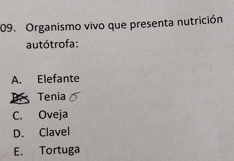 Organismo vivo que presenta nutrición
autótrofa:
A. Elefante
B Tenia
C. Oveja
D. Clavel
E. Tortuga