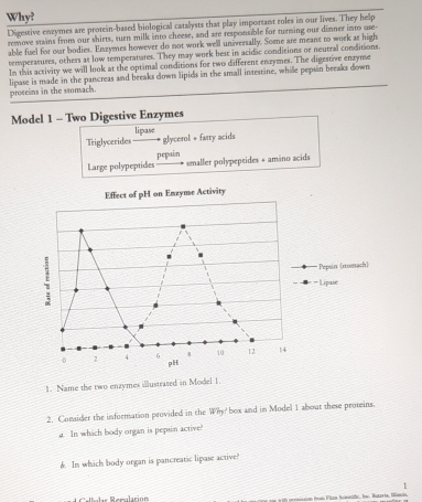 Why? 
Digestive enzymes are protein-based biological catalysts that play important roles in our lives. They help 
remove stins from our shirts, turn milk into cheese, and are responsible for turming our dinner into use- 
able fuel for our bodies. Enzymes however do not work well universally. Some are meant to work at high 
temperatuses, others as low temperatures. They may work best in acidic conditions or neutral conditions. 
In this activity we will look at the optimal conditions for two different enzymes. The digestive enzyme 
lipase is made in the pancreas and breaks down lipids in the small intestine, while pepsin beeaks down 
proteins in the somach. 
Model 1 - Two Digestive Enzymes 
lipase 
Triglycerides ——D glycerol + farry acids 
smaller polypepeides + amino acids 
Large polypeptides pepsin 
1. Name the two enzymes illustrated in Model 1. 
2. Consider the information provided in the Why box and in Model 1 about these proteins. 
2. In which body organ is pepsin active? 
6. In which body organ is pancreatic lipase active? 
1 
C l las Remulación me with persision (om Vlzn Sommile, Ine. Butaria, filnois,