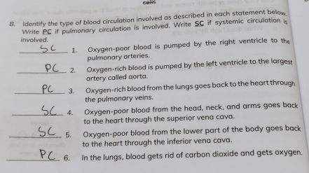 calls 
B. Identify the type of blood circulation involved as described in each statement below 
Write PC if pulmonary circulation is involved. Write SC if systemic circulation i 
involved. 
_1. Oxygen-poor blood is pumped by the right ventricle to the 
pulmonary arteries. 
_2. Oxygen-rich blood is pumped by the left ventricle to the larges 
artery called aorta. 
_3. Oxygen-rich blood from the lungs goes back to the heart through 
the pulmonary veins. 
_4. Oxygen-poor blood from the head, neck, and arms goes back 
to the heart through the superior vena cava. 
_5. Oxygen-poor blood from the lower part of the body goes back 
to the heart through the inferior vena cava. 
_6. In the lungs, blood gets rid of carbon dioxide and gets oxygen.