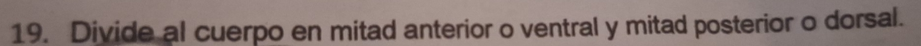 Divide al cuerpo en mitad anterior o ventral y mitad posterior o dorsal.