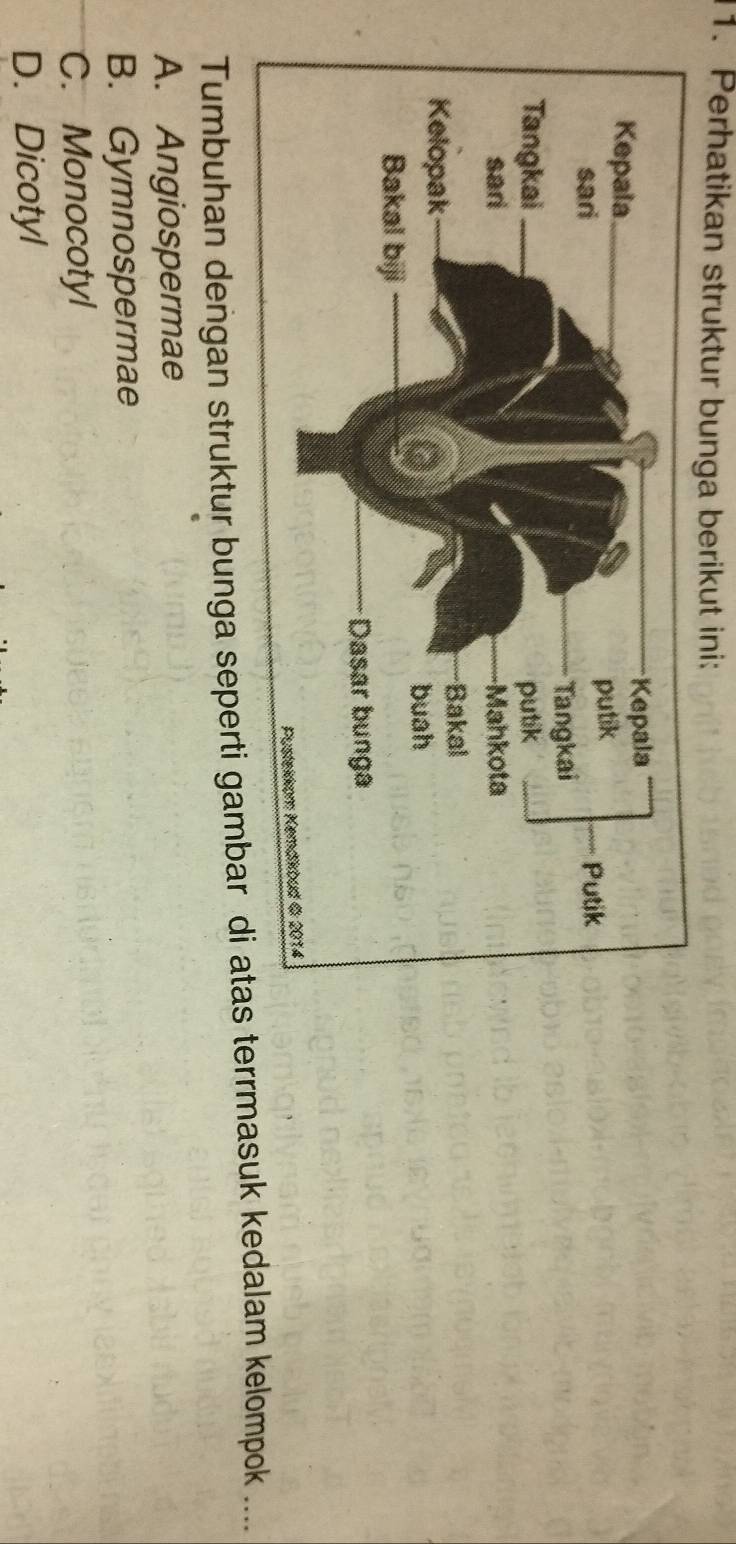 Perhatikan struktur bunga berikut ini:
Tumbuhan dengan struktur bunga seperti gambar di atas terrmasuk kedalam kelompok ....
A. Angiospermae
B. Gymnospermae
C. Monocotyl
D. Dicotyl