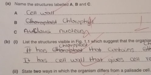 Solved: Name the structures labelled A, B and C. A _ B _ C _ (b) (i ...