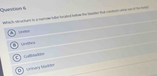 Which structure is a narrow tube located below the bladder that conducts urine out of the body?
A Ureter
BUrethra
C Gallbladder
D Urinary bladder