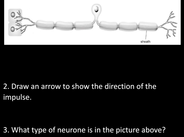 Solved: Draw an arrow to show the direction of the impulse. 3. What ...