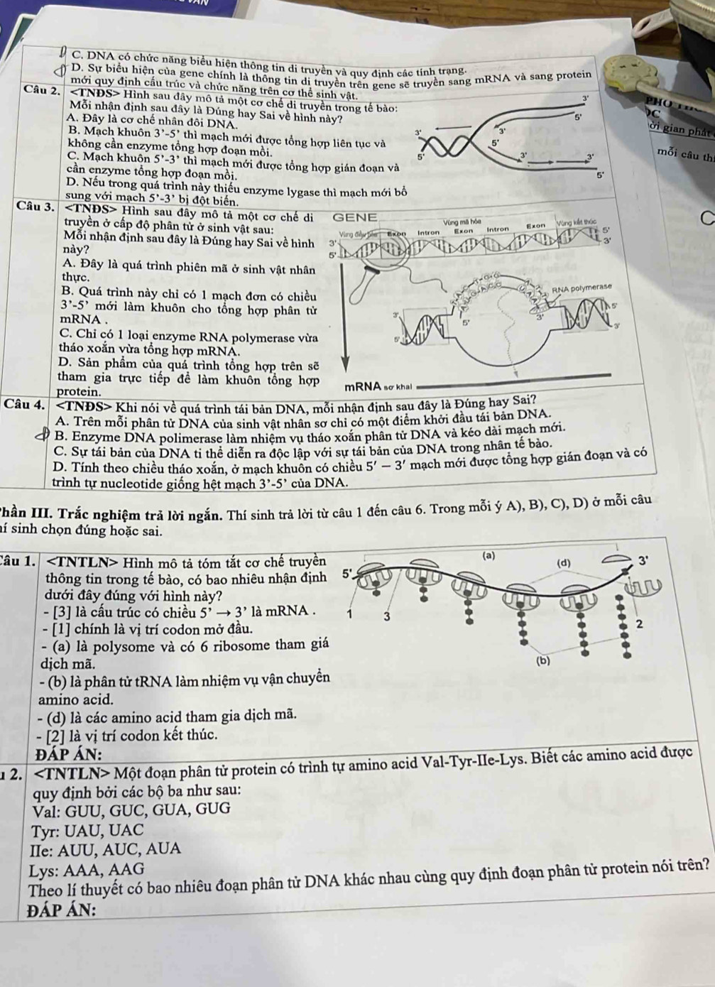 C. DNA có chức năng biểu hiện thông tin di truyền và quy định các tính trạng.
D. Sự biểu hiện của gene chính là thống tin di truyền trên gene sẽ truyền sang mRNA và sang protein
mới quy định cấu trúc và chức năng trên cơ thể sinh vật.
Câu 2. < <tex>TNDS> Hình sau đây mô tả một cơ chế di truyền trong tế bàPHO
Mỗi nhận định sau đây là Đúng hay Sai về hình này?
A. Đây là cơ chế nhân đôi DNA. 
ời gian phát
B. Mạch khuôn 3^,-5^, thì mạch mới được tổng hợp liên tục và
không cần enzyme tổng hợp đoạn mồi. 
mỗi câu thị
C. Mạch khuôn 5^,-3^, thì mạch mới được tổng hợp gián đoạn 
cần enzyme tổng hợp đoạn mồi.
D. Nếu trong quá trình này thiếu enzyme lygase thì mạch mớ
sung với mạch 5^,-3^, bị đột biến.
Câu 3. Hình sau đây mô tả một cơ chế di GENE 5.
truyền ở cấp độ phân tử ở sinh vật sau:
Vùng mã hóa
Intron Exon Exon Vùng kết thác
Mỗi nhận định sau đây là Đúng hay Sai về hình  3'
này?
A. Đây là quá trình phiên mã ở sinh vật nhâ
thực.
B. Quá trình này chỉ có 1 mạch đơn có chiề
3^,-5^, mới làm khuôn cho tổng hợp phân 
mRNA .
C. Chỉ có 1 loại enzyme RNA polymerase v
tháo xoắn vừa tổng hợp mRNA.
D. Sản phầm của quá trình tồng hợp trên 
tham gia trực tiếp đề làm khuôn tồng h
protein. 
Câu 4. Khi nói về quá trình tái bản DNA, mỗi nhận định sau đây là Đúng hay Sai?
A. Trên mỗi phân tử DNA của sinh vật nhân sơ chi có một điểm khởi đầu tái bản DNA.
B. Enzyme DNA polimerase làm nhiêm vụ tháo xoắn phân tử DNA và kéo dài mạch mới.
C. Sự tái bản của DNA ti thể diễn ra độc lập với sự tái bản của DNA trong nhân tế bảo.
D. Tính theo chiều tháo xoắn, ở mach khuôn có chiều 5'-3' mạch mới được tổng hợp gián đoạn và có
trình tự nucleotide giống hệt mạch 3^,-5^, của DNA.
Thần III. Trắc nghiệm trả lời ngắn. Thí sinh trả lời từ câu 1 đến câu 6. Trong mỗi ý . A) B ,C),D) ở mỗi câu
aí sinh chọn đúng hoặc sai.
Câu 1. ∠ TNTLN> Hình mô tả tóm tắt cơ chế truyề
thông tin trong tế bào, có bao nhiêu nhận địn
dưới đây đúng với hình này?
- [3] là cấu trúc có chiều 5^,to 3^, là mRNA .
- [1] chính là vị trí codon mở đầu.
- (a) là polysome và có 6 ribosome tham g
dịch mã. 
- (b) là phân tử tRNA làm nhiệm vụ vận chuy
amino acid.
- (d) là các amino acid tham gia dịch mã.
- [2] là vị trí codon kết thúc.
đÁp Án:
u 2. Một đoạn phân tử protein có trình tự amino acid Val-Tyr-IIe-Lys. Biết các amino acid được
quy định bởi các bộ ba như sau:
Val: GUU, GUC, GUA, GUG
Tyr: UAU, UAC
IIe: AUU, AUC, AUA
Lys: AAA, AAG
Theo lí thuyết có bao nhiêu đoạn phân tử DNA khác nhau cùng quy định đoạn phân tử protein nói trên?
ĐÁP ÁN: