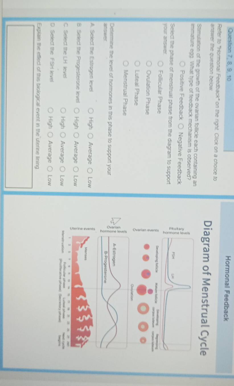 Question 7, 8, 9, 10
Hormonal Feedback
Refer to "Hormonal Feedback" on the right. Click on a choice to
answer the question below. Diagram of Menstrual Cycle
Stimulation of the growth of the ovarian follicle each containing an
immature egg. What type of feedback mechanism is observed?
Positive Feedback ○ Negative Feedback
Select the phase of menstrual phase from the diagram to support
your answer.
Follicular Phase
Ovulation Phase
Luteal Phase
Menstrual Phase
Determine the level of hormones in this phase to support your
answer 
A. Select the Estrogen level High Average Low
B. Select the Progesterone level High Average Low
C. Select the LH level High Average Low
D. Select the FSH level High Average Low
Explain the effect of this biological event in the uterine lining