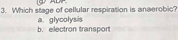 ADP
3. Which stage of cellular respiration is anaerobic?
a. glycolysis
b. electron transport