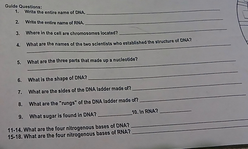 Guide Questions: 
1. Write the entire name of DNA. 
_ 
2. Write the entire name of RNA. 
_ 
3. Where in the cell are chromosomes located? 
_ 
_ 
4. What are the names of the two scientists who established the structure of DNA? 
5. What are the three parts that made up a nucleotide? 
6. What is the shape of DNA? 
_ 
7. What are the sides of the DNA ladder made of? 
_ 
8. What are the "rungs" of the DNA ladder made of? 
_ 
_ 
9. What sugar is found in DNA? _10. In RNA?_ 
11-14. What are the four nitrogenous bases of DNA?_ 
15-18. What are the four nitrogenous bases of RNA?