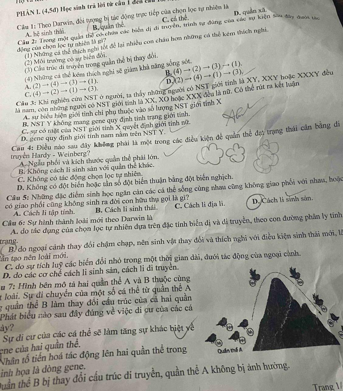 pHÀN I. (4,5d) Học sinh trả lời từ câu 1 đến cầ
D. quần xã.
Câu 1: Theo Darwin, đối tượng bị tác động trực tiếp của chọn lọc tự nhiên là
A. hệ sinh thái. B. quần thể. C. cá thể.
Câu 2: Trong một quần thể có chứa các biến dị di truyền, trình tự đúng của các sự kiện sau đây dưới tác
(1) Những cá thể thích nghi tốt để lại nhiều con cháu hơn những cá thể kém thích nghi.
động của chọn lọc tự nhiên là gì?
(2) Môi trường có sự biển đổi.
(3) Cầu trúc di truyền trong quần thể bị thay đồi.
B. (4) → (2) → (3) → (1).
(4) Những cá thể kém thích nghi sẽ giảm khả năng sống sót.
A. (2) → (4) → (3) → (1).
D, (2) → (4) → (1) → (3),
Cầu 3: Khi nghiên cứu NST ở người, ta thấy những người có NST giới tính là XY, XXY hoặc XXXY đều
C. (4) → (2) → (1) → (3).
là nam, còn những người có NST giới tính là XX, XO hoặc XXX đều là nữ. Có thể rút ra kết luận
A. sự biểu hiện giới tỉnh chỉ phụ thuộc vào số lượng NST giới tính X
B. NST Y không mang gene quy định tính trạng giới tính.
C. sự có mặt của NST giới tính X quyết định giới tính nữ.
D. gene quy định giới tính nam nằm trên NST Y.
Cầu 4: Điều nào sau đây không phải là một trong các điều kiện để quần thể đạt trạng thái cân bằng di
truyền Hardy - Weinberg?
A. Ngẫu phối và kích thước quần thể phải lớn.
B. Không cách li sinh sản với quần thể khác.
C. Không có tác động chọn lọc tự nhiên.
D. Không có đột biến hoặc tần số đột biến thuận bằng đột biến nghịch.
Câu 5: Những đặc điểm sinh học ngăn cản các cá thể sống cùng nhau cũng không giao phối với nhau, hoặc
có giao phối cũng không sinh ra đời con hữu thụ gọi là gì?
A. Cách li tập tính. B. Cách li sinh thái. C. Cách li địa li. D. Cách li sinh sản.
Câu 6: Sự hình thành loài mới theo Darwin là
A. do tác dụng của chọn lọc tự nhiên dựa trên đặc tính biến dị và di truyền, theo con đường phân ly tính
B. do ngoại cảnh thay đổi chậm chạp, nên sinh vật thay đồi và thích nghi với điều kiện sinh thái mới, là
trạng.
lân tạo nên loài mới.
C. do sự tích luỹ các biến đồi nhỏ trong một thời gian dài, dưới tác động của ngoại cảnh.
D. do các cơ chế cách li sinh sản, cách li di truyền.
*u 7: Hình bên mô tả hai quần thể A và B thuộc cùng
t loài. Sự đi chuyền của một số cá thể từ quần thể A
g quần thể B làm thay đồi cấu trúc của cả hai quần
Phát biểu nào sau đây đúng về việc di cư của các cá
ày?
Sự di cư của các cá thể sẽ làm tăng sự khác biệt yề
ene của hai quần thể.
Nhân tố tiến hoá tác động lên hai quần thể trong
inh họa là dòng gene.
Duần thể B bị thay đổi cấu trúc di truyền, quần thể A không bị ảnh hưởng.
Trang 1/