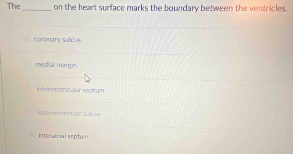 The _on the heart surface marks the boundary between the ventricles.
coronary sulcus
medial margin
interventricular septum
interventricular sulcus
interatrial septum