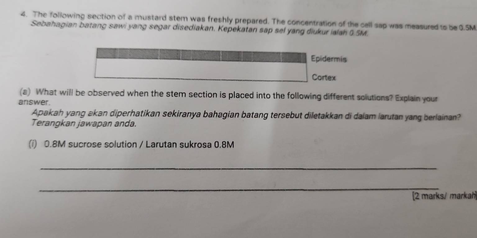 The following section of a mustard stem was freshly prepared. The concentration of the cell sap was measured to be 0.5M
Sebahagian batang sawi yang segar disediakan. Kepekatan sap sel yang diukur ialah 0.5M. 
Epidermis 
Cortex 
(a) What will be observed when the stem section is placed into the following different solutions? Explain your 
answer. 
Apakah yang akan diperhatikan sekiranya bahagian batang tersebut diletakkan di dalam larutan yang berlainan? 
Terangkan jawapan anda. 
(i) 0.8M sucrose solution / Larutan sukrosa 0.8M
_ 
_ 
[2 marks/ markah