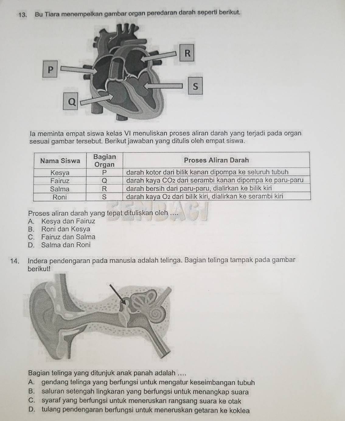 Bu Tiara menempelkan gambar organ peredaran darah seperti berikut.
Ia meminta empat siswa kelas VI menuliskan proses aliran darah yang terjadi pada organ
sesuai gambar tersebut. Berikut jawaban yang ditulis oleh empat siswa.
Proses aliran darah yang tepat dituliskan oleh ....
A. Kesya dan Fairuz
B. Roni dan Kesya
C. Fairuz dan Salma
D. Salma dan Roni
14. Indera pendengaran pada manusia adalah telinga. Bagian telinga tampak pada gambar
berikut!
Bagian telinga yang ditunjuk anak panah adalah ....
A. gendang telinga yang berfungsi untuk mengatur keseimbangan tubuh
B. saluran setengah lingkaran yang berfungsi untuk menangkap suara
C. syaraf yang berfungsi untuk meneruskan rangsang suara ke otak
D. tulang pendengaran berfungsi untuk meneruskan getaran ke koklea