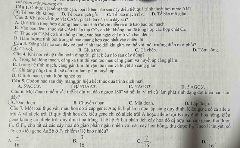 chỉ chọn một phương án.
Câu 1. Ở thực vật sống trên cạn, loại tế bảo nào sau đây điều tiết quá trình thoát hơi nước ở lá?
A. Tể bào khí khổng. B. Tể bào mạch gỗ. C. Tế bào mạch rây. D. Tế bào mô giậu.
Câu 2. Khi nói về thực vật CAM, phát biểu nào sau đây sai?
A. Quá trình tổng hợp đường theo chu trình Calvin diễn ra ở tế bảo bao bó mạch.
B. Vào ban đêm, thực vật CAM hấp thự CO_2 do khí khổng mở đề tổng hợp các hợp chất C_4.
C. Thực vật CAM có khí khổng đóng vào ban ngày chỉ mở vào ban đêm.
D. Hàm lượng tinh bột trong tế bào quang hợp cao nhất vào chiều tối.
Câu 3. Động vật nào sau đây có quá trình trao đổi khí giữa cơ thể với môi trường diễn ra ở phổi?
A. Cá voi. B. Giun tròn. C. Cá chép. D. Tôm sông.
Câu 4. Khi nói về hệ tuần hoàn ở người, phát biểu nào sau đây đúng?
A. Trong hệ động mạch, càng xa tim thì vận tốc máu càng giảm và huyết áp càng giảm.
B. Trong hệ tĩnh mạch, càng gần tim thì vận tốc máu và huyết áp càng giảm.
C. Khi tăng nhịp tim thì sẽ dẫn tới làm giảm huyết áp.
D. Ở tĩnh mạch, máu luôn nghèo oxi.
Câu 5. Codon nào sau đây mang tín hiệu kết thúc quá trình dịch mã?
A. 5' ACC 3' B. 5'UAA3' C. 5'AGG3'. D. 5 AGC3'.
Câu 6. Một đoạn nhiễm sắc thể bị đứt ra, đảo ngược 180° và nối lại vị trí cũ làm phát sinh dạng đột biến nào sau
dây?
A. Đảo đoạn. B. Chuyền đoạn. C. Mất đoạn. D. Lặp đoạn.
Câu 7. Một loài thực vật, màu hoa do 2 cặp gene: A,a; B, b phân li độc lập cùng quy định. Kiều gene có cả allele
trội A và allele trội B quy định hoa đỏ, kiểu gene chỉ có allele trội A hoặc allele trội B quy định hoa hồng, kiểu
gene không có allele trội quy định hoa trắng. Thể hệ P: Lai phân tích cây hoa đỏ dị hợp hai cặp gene, thu được
F_1. Ở F_1 , cho tất cả các cây hoa đỏ giao phần ngẫu nhiên với các cây hoa hồng, thu được F_2. Theo lí thuyết, số
cây có kiểu gene AaBb ở F_2 chiếm tỉ lệ bao nhiệu?
A.  4/16 .  3/16 . C.  2/16 . D.  1/16 .
B.