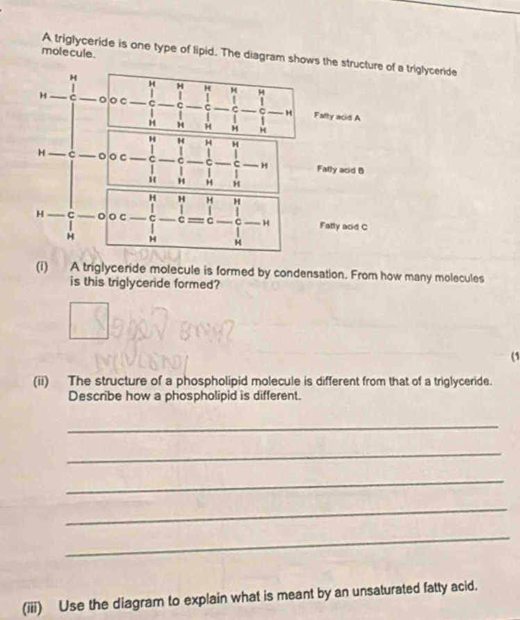 Solved: molecule. A triglyceride is one type of lipid. The diagram ...