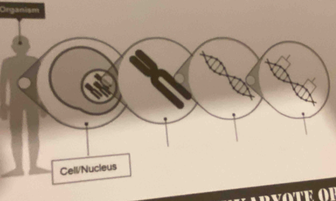Organism 
Cell/Nucleus