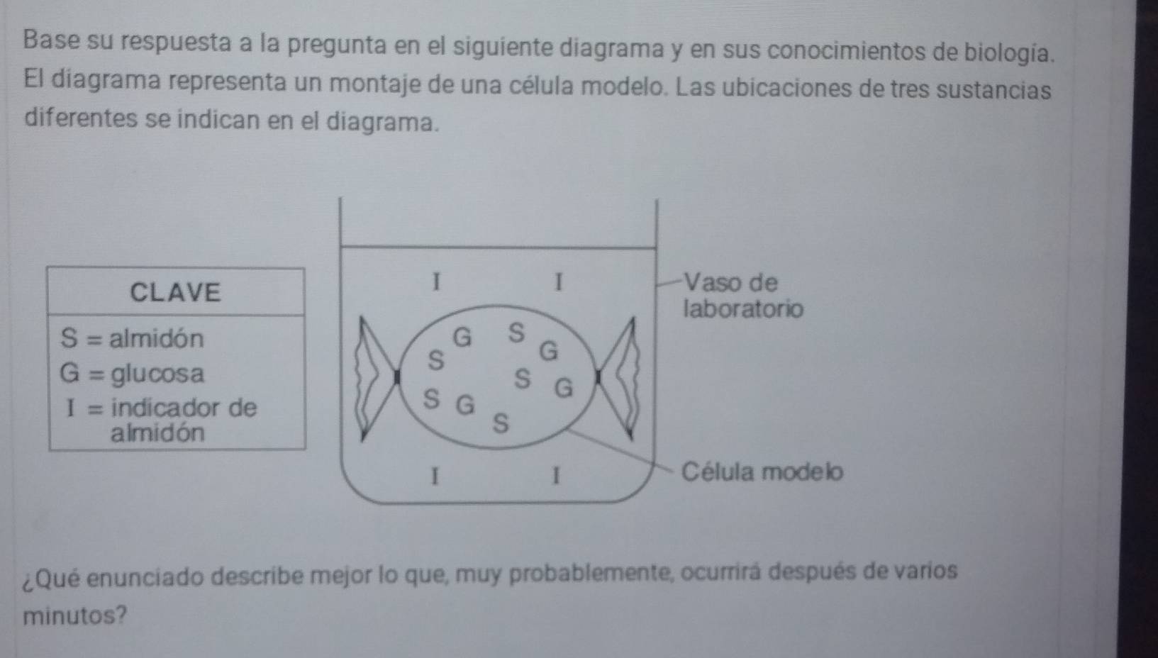 Base su respuesta a la pregunta en el siguiente diagrama y en sus conocimientos de biología. 
El diagrama representa un montaje de una célula modelo. Las ubicaciones de tres sustancias 
diferentes se indican en el diagrama. 
CLAVE
S= almidón
G= glucosa
I= indicador de 
almidón 
¿Qué enunciado describe mejor lo que, muy probablemente, ocurrirá después de varios 
minutos?