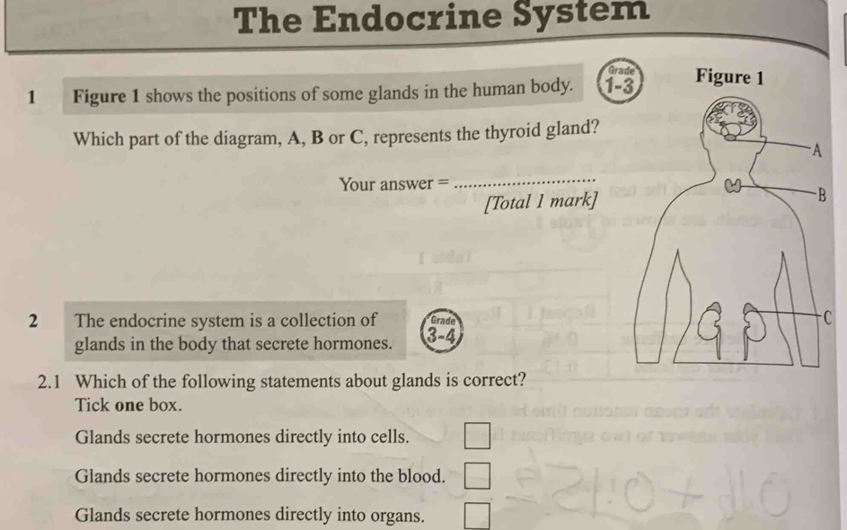 The Endocrine System
Grade Figure 1
1 Figure 1 shows the positions of some glands in the human body. 1-3
Which part of the diagram, A, B or C, represents the thyroid gland?
Your answer =
_
[Total 1 mark]
2 The endocrine system is a collection of Grade
glands in the body that secrete hormones. 3-4
2.1 Which of the following statements about glands is correct?
Tick one box.
Glands secrete hormones directly into cells.
Glands secrete hormones directly into the blood.
Glands secrete hormones directly into organs.