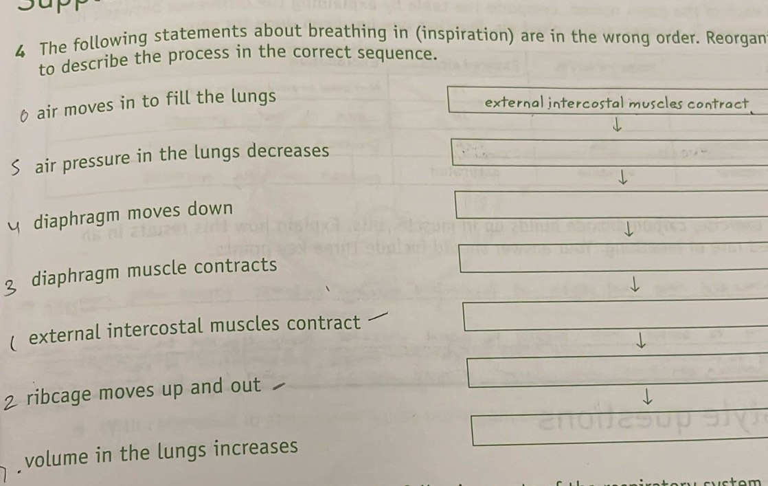 op
4 The following statements about breathing in (inspiration) are in the wrong order. Reorgan
to describe the process in the correct sequence.
air moves in to fill the lungs
external intercostal muscles contract
air pressure in the lungs decreases
v'_M=_ 
1244
diaphragm moves down
□
diaphragm muscle contracts
□ 
( external intercostal muscles contract
□
□^
ribcage moves up and out
□
volume in the lungs increases