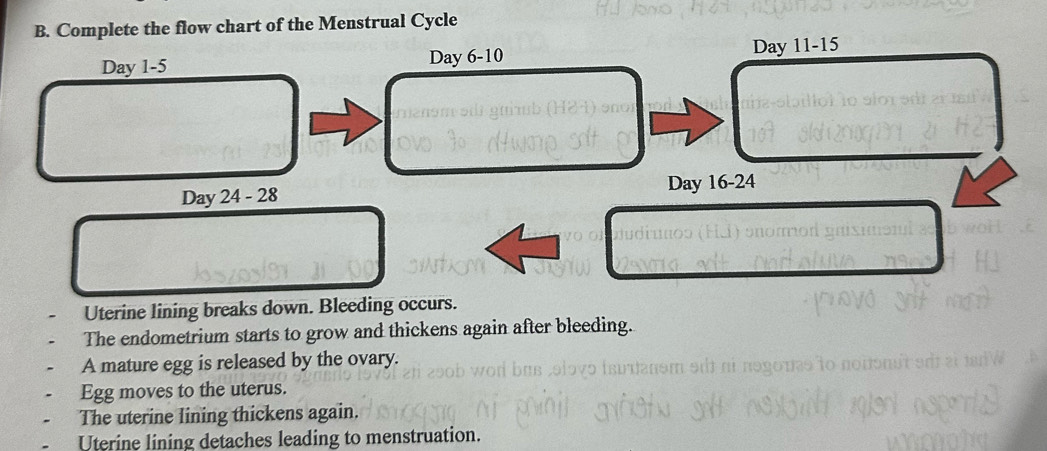 Complete the flow chart of the Menstrual Cycle
Day 1 -5 Day 6 - 10
Day 11 - 15
Day 16 - 24
Day 24 - 28
Uterine lining breaks down. Bleeding occurs. 
The endometrium starts to grow and thickens again after bleeding. 
A mature egg is released by the ovary. 
Egg moves to the uterus. 
The uterine lining thickens again. 
Uterine lining detaches leading to menstruation.