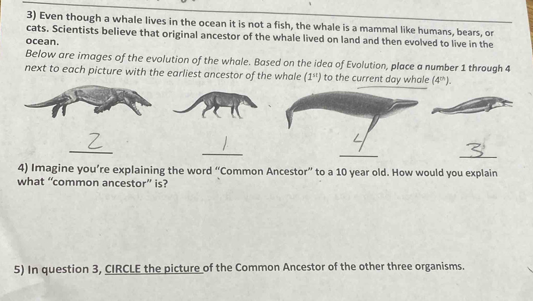 Even though a whale lives in the ocean it is not a fish, the whale is a mammal like humans, bears, or 
cats. Scientists believe that original ancestor of the whale lived on land and then evolved to live in the 
ocean. 
Below are images of the evolution of the whale. Based on the idea of Evolution, place a number 1 through 4
next to each picture with the earliest ancestor of the whale (1^(st)) to the current day whale (4^(th)). 
_ 
_ 
_ 
4) Imagine you’re explaining the word “Common Ancestor” to a 10 year old. How would you explain 
what “common ancestor” is? 
5) In question 3, CIRCLE the picture of the Common Ancestor of the other three organisms.