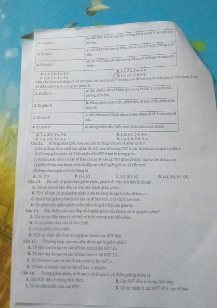 C. 1-d. 2-b. 3c 4-a D, 1-a, 
g ở cột bên phải với nội dang ở cột bên trái để trở thành một câu có nội dung đùng
C 1-d,2-b, 3c, 4-a D. 1-a, 2-d, 3-d, 4-c.
Câu 11. Những phát biểu nào sau đây là đúng khi nói về giảm phần?
(#)Giai đoạn thực chất làm giảm đi một nửa số lượng NST ở các tế bào con là giâm phần L
(b)Trong giám phân có 2 lần nhân đôi NST ở hai ki trung gian.
(c)Giám phân sinh ra các tế bào con có số lượng NST giám đi một nữa so với tế bào mẹ.
(d)Bốn tế bào con được sinh ra đều có n NST giống nhau về cầu trúc.
Những phương án trả lời đúng là
A. (a), (b), B. (a), (c). C. (a), (b), (c). D. (a),(b),(c),(d)
Câu 12. Khi nói về phân bào giám phân, phát biểu nào sau đây là đúng?
A. Tết cả mọi tế bào đều có thể tiến hành giảm phân.
B. Từ 1 tế bào 2n qua giám phân bình thường sẽ tạo ra bốn tế bào n.
C. Quá trình giảm phân luôn tạo ra tế bào con có bộ NST đơn bội.
D. Sự phân hào giám phân luôn dẫn tới quá trình tạo giao tử.
Câu 13. Đặc điểm nàu sau đây có ở giám phân mà không có ở nguyên phân?
A. Xây ra sự tiếp hợp và có thể có hiện tượng trao đối chéo.
B. Có sự phân chia của tế bào chất.
C. Có sự phân chía nhân.
D. NST tự nhân đội ở kì trung gian thành các NST kép.
Câu 15. Trường hợp nào sau đây được gọi là giám phần?
A. Tế bào me 20 tạo ra các tế bào con có bộ NST 2n.
B. Tế bào mẹ 4n tạo ra các tế bào con có bộ NST 2n.
C. Tế bào mẹ n tạo ra các tế bào con có bộ NST n.
D. Tế bào vi khuẩn tạo ra các tế bào vi khuẩn.
Câu 16. Trong giêm phân, ở kì sau I và kì sau lI có điểm giống nhau là
A. Các NST đều ở trạng thái đơn. B. Các NST đều ở trang thái kép.
C. Có sự dân xoắn của các NST. D. Có sự phân II các NST về 2 cực tế bào.