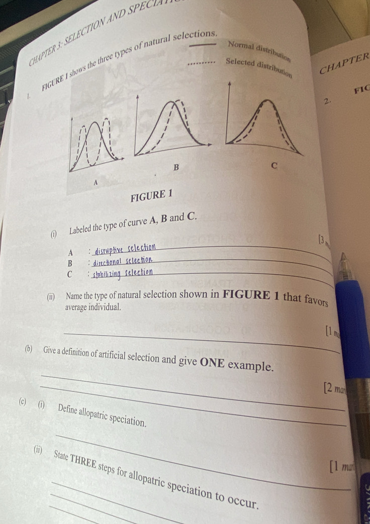 HAPTER 3: SELECTION AND SP E I 
Normal distribution 
FIGURE I shows the three types of natural selections 
CHAPTER 
Selected distributio 
FIC 
2. 
B 
C 
A 
FIGURE 1 
(i) Labeled the type of curve A, B and C. 
A : 
B ： 
_ 
C 
_ 
_ 
(ii) Name the type of natural selection shown in FIGURE 1 that favors 
average individual. 
_[1 my 
_ 
(b) Give a definition of artificial selection and give ONE example. 
_[2 man 
_ 
(c) (i) Define allopatric speciation. 
[1 man 
_ 
(ii) State THREE steps for allopatric speciation to occur