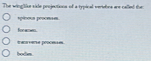 Solved: The winglike side projections of a typical vertebra are called ...
