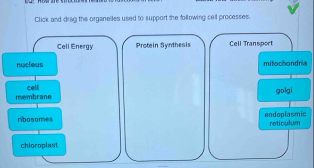 EQ: How are structures
Click and drag the organelles used to support the following cell processes.
Cell Energy Protein Synthesis Cell Transport
nucleus mitochondria
cell golgi
membrane
ribosomes endoplasmic
reticulum
chloroplast