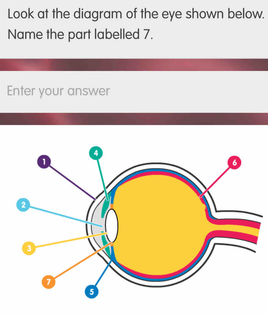 Look at the diagram of the eye shown below. 
Name the part labelled 7. 
Enter your answer