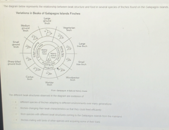 The diagram below represents the relationship between beak structure and food in several species of finches found on the Gallapagos Islands.
Variations in Beaks of Galapagos Islands Finches
From Galepagoe: Atatunal Hallory Guele
The different beak structures observed in the diagram are evidence of
different species of finches asapting to different environments over many generations
finches-changing their beak characteristics so that they could feed efficiently
firch species with different beak structures coming to the Galapagos Islands from the mainland
trches mating with bwds of other species and acquiring some of their trails