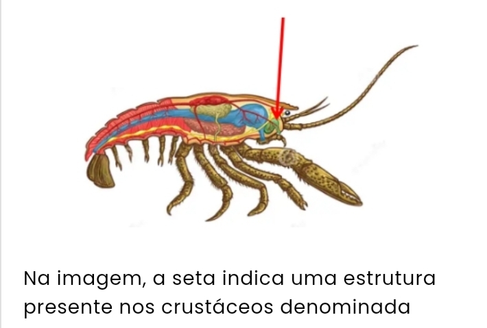 Na imagem, a seta indica uma estrutura 
presente nos crustáceos denominada